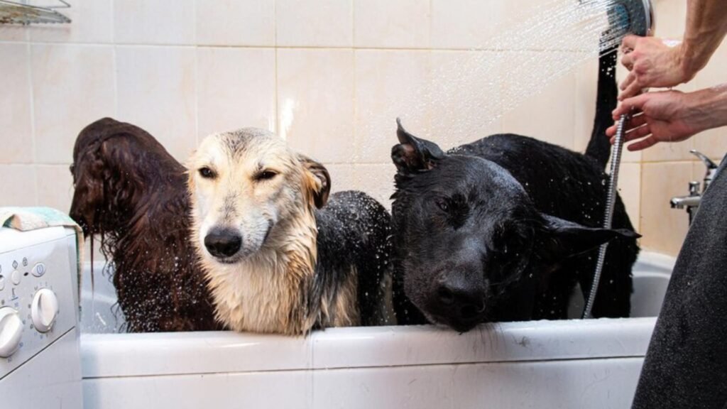 Probiotics, prebiotics and postbiotics