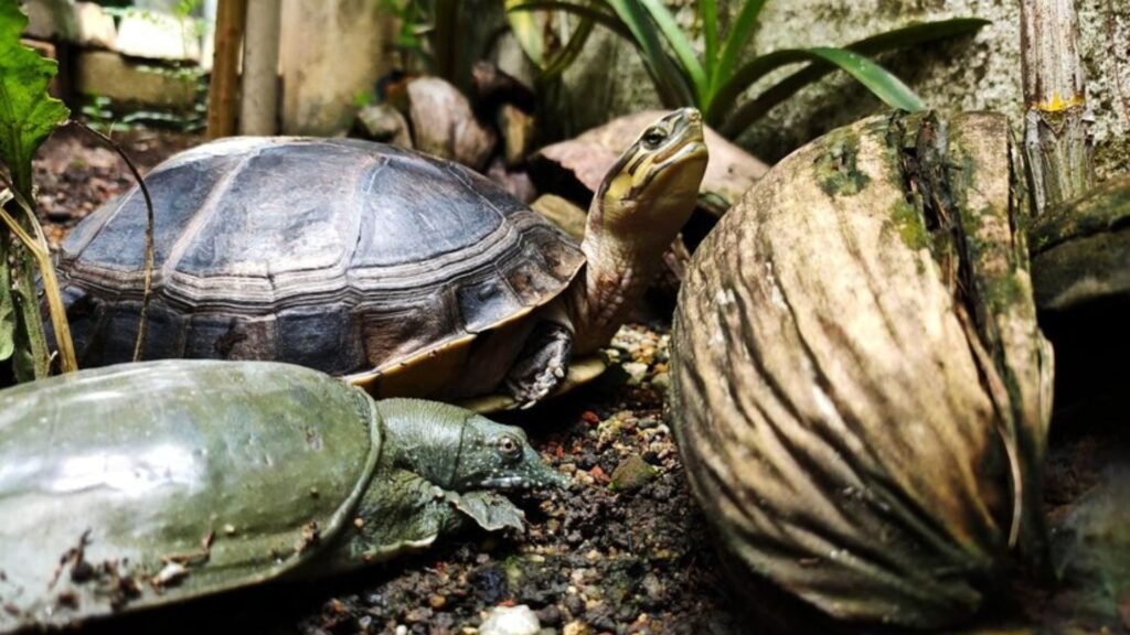 Proper Habitat Setup for Turtles and Lizards