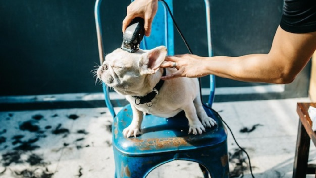 Cleaning For Pet Health