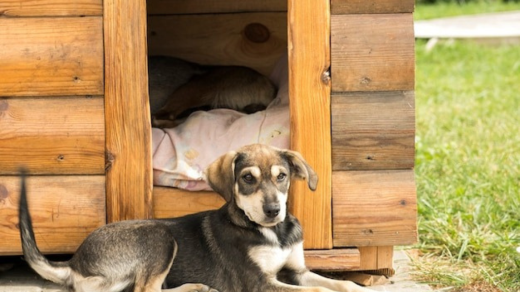 Why Wet Weather Can Be Harmful for Your Dog’s Health and Comfort