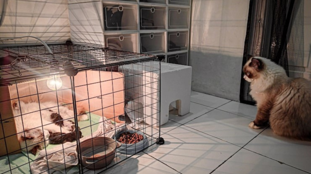 Why invest in an outdoor cat house?