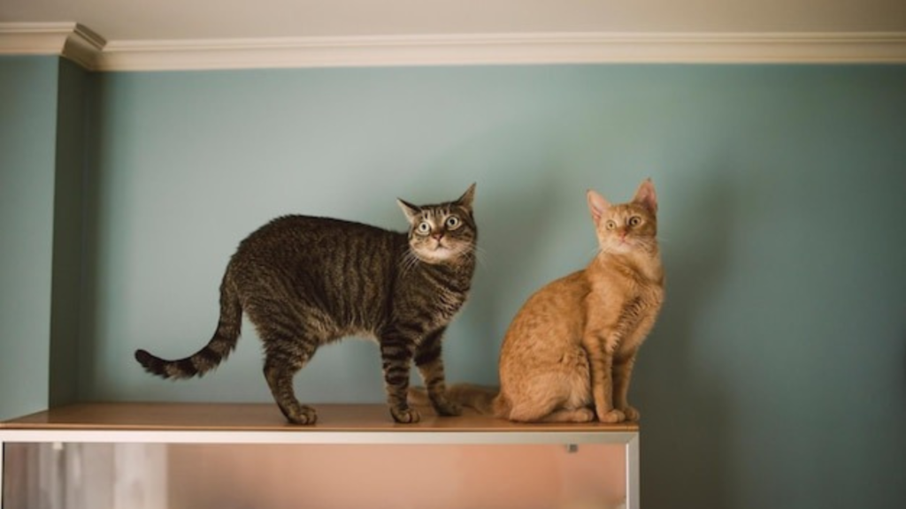 What to look for in the best outdoor cat house for multiple cats