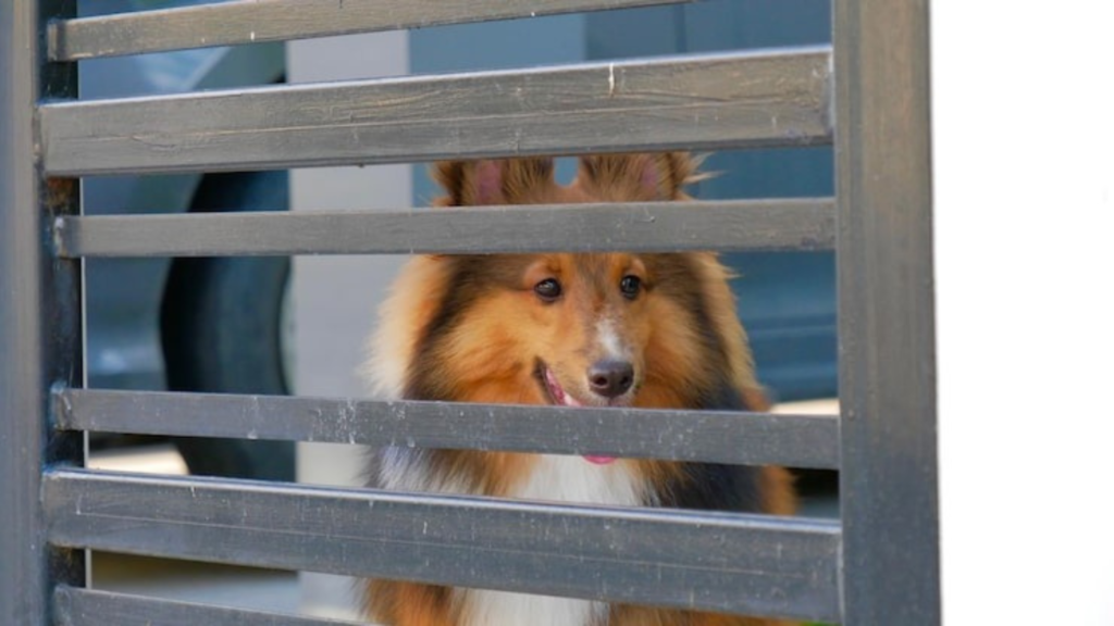 How big should my dog's house be?