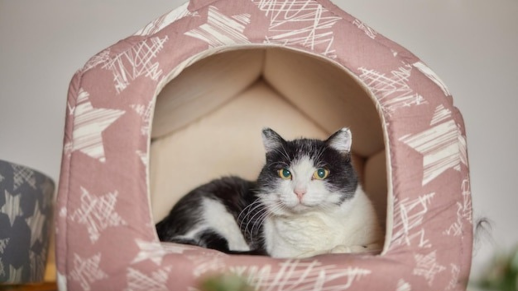 Choosing the Right Pet for Tiny Living