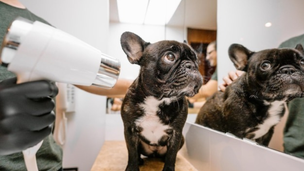 Cleaning Up After Pets