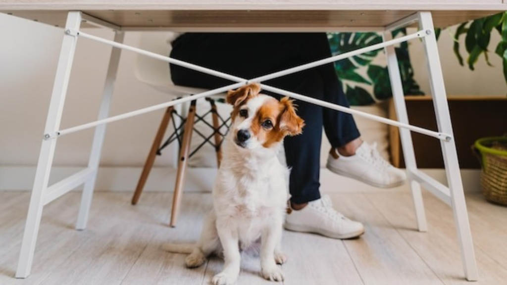 Stop Barking Noise from Escaping