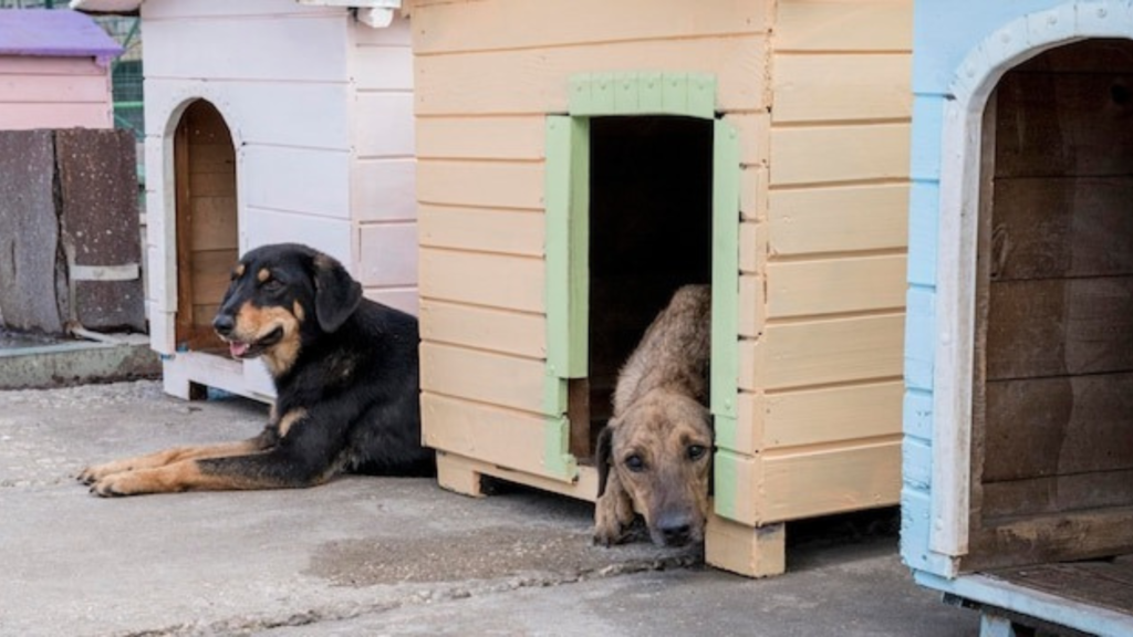 Choosing the Right Place & Size for Building an Outdoor Dog House