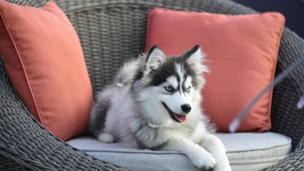 Fabrics to avoid in homes with pets