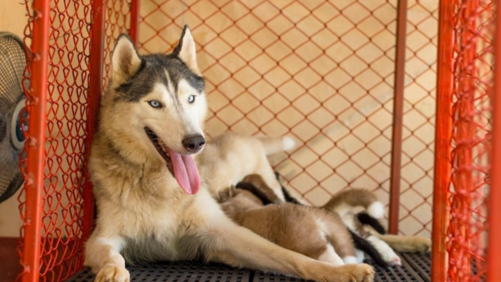 Understanding Large Breed Needs