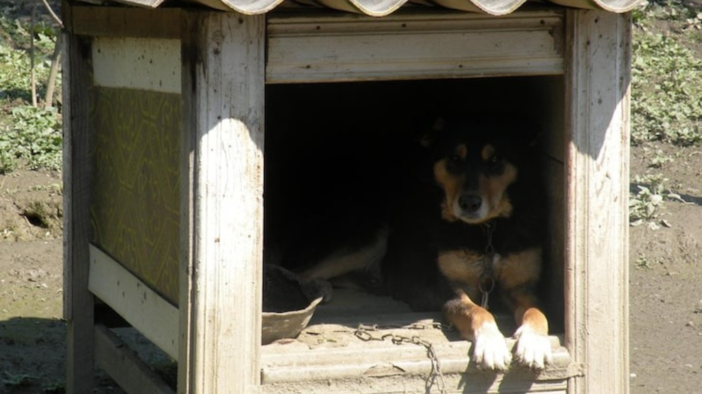 How to create a dog-friendly garden
