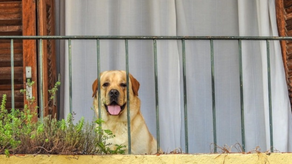 Steps to keep pets pest-free