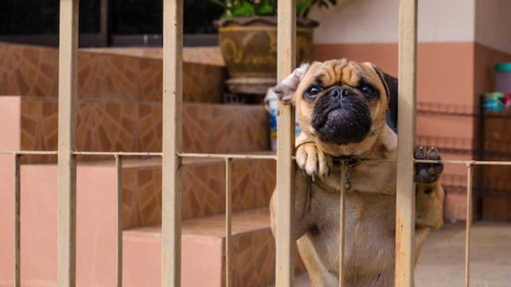 The material of your dog house matters