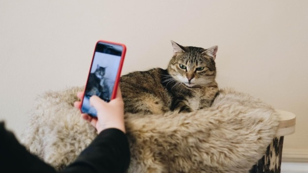 RV Pet Monitors: How Do I Monitor My CAT in an RV?