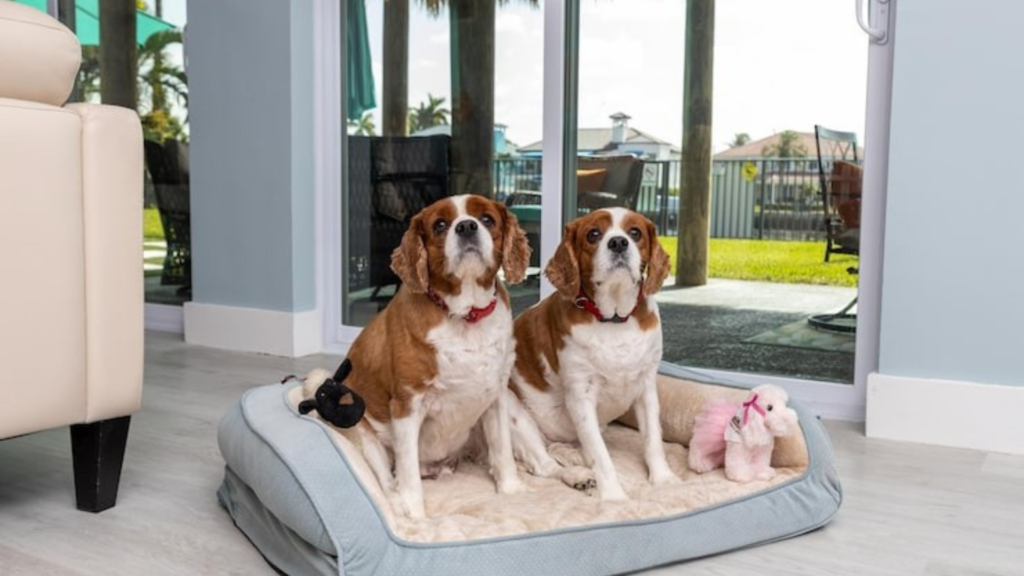 Worst Dogs For Apartment