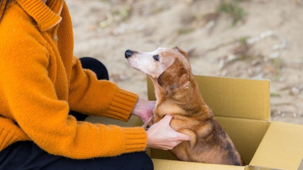 Best Clothing Brands to Shop for Wardrobe Basics