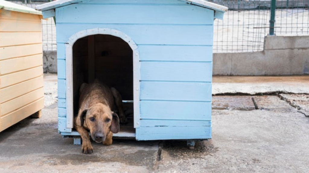 The Finest Materials for Building a Waterproof Dog House
