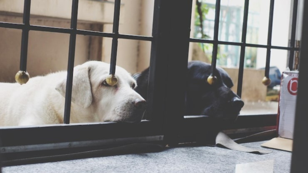 Designing Dog-Friendly Spaces