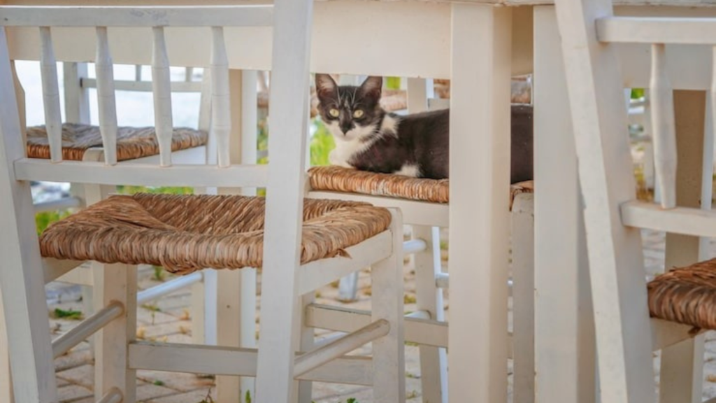 Other tips for your dog's kennel