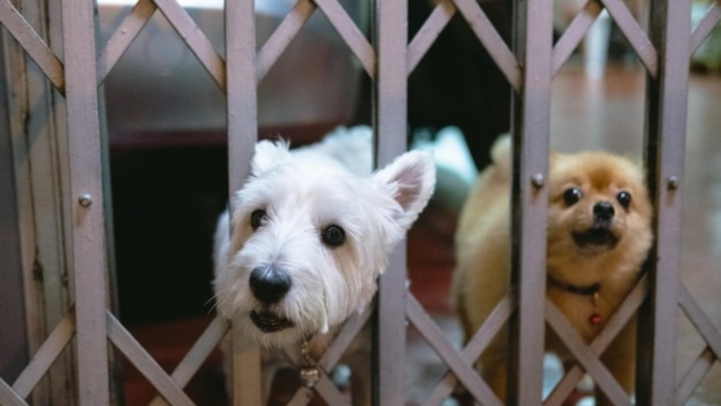 Observations to take care of your dog's health in winter