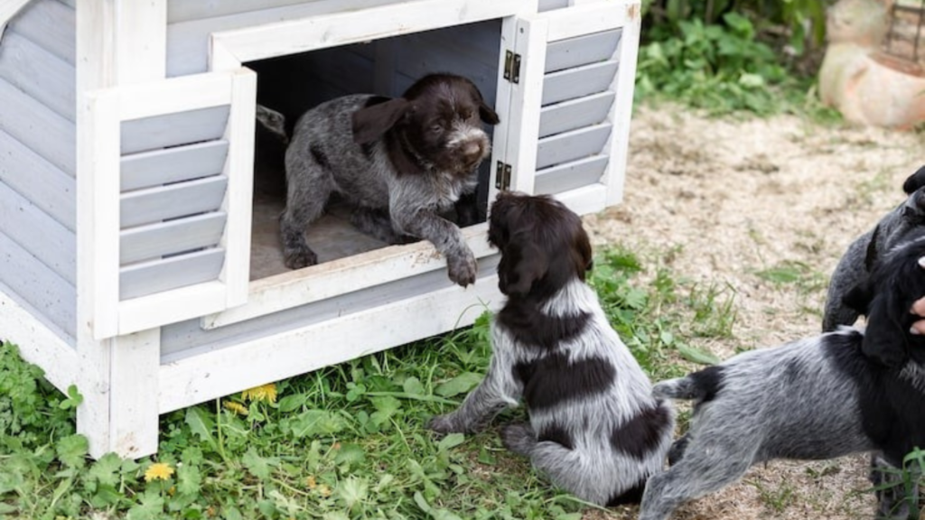 Comparing Wooden and Plastic Dog Houses: Insulation vs. Easy Maintenance