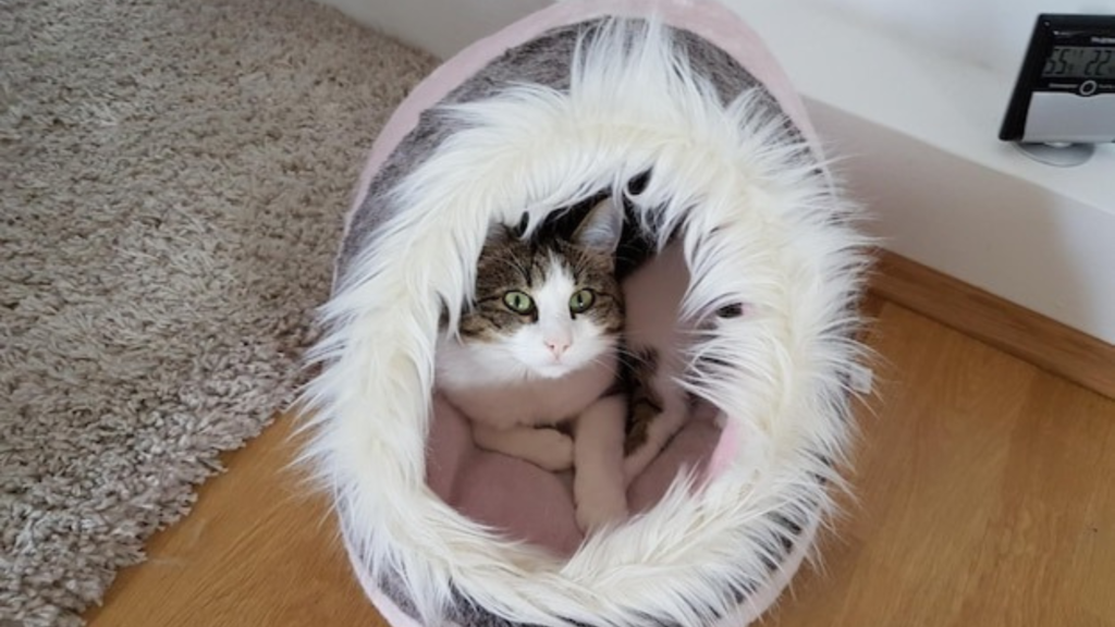 Creating a Comfortable Living Space for Your Pet