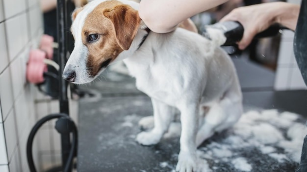 Pet Hygiene: Washing and Drying