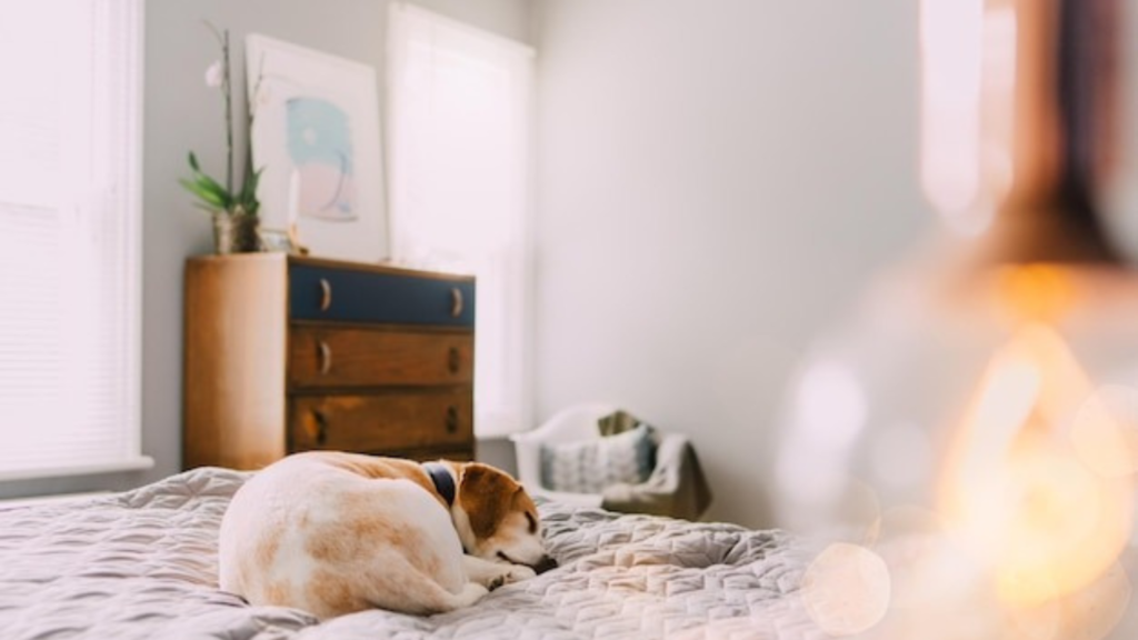 Seasonal Comfort Through Flooring Choices