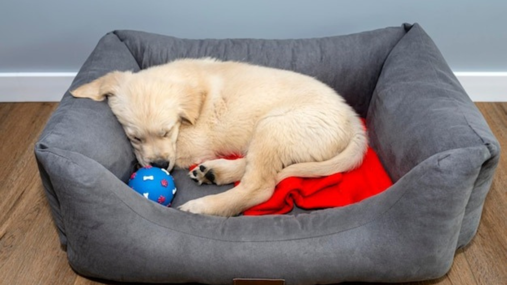 Crypton Fabrics: Durable, Pet-Friendly, and Stain-Resistant Solutions for Homes