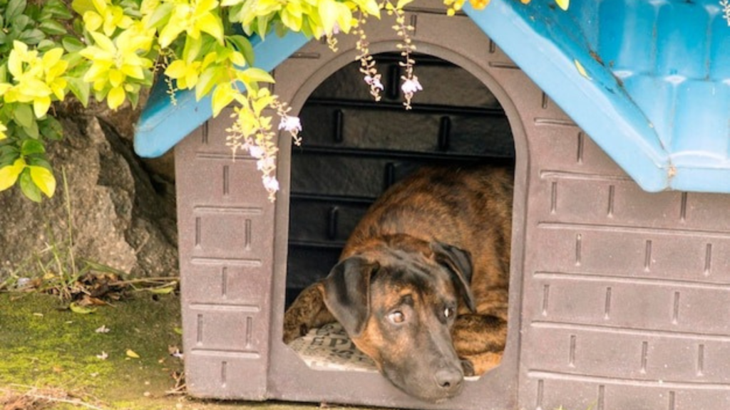 Engaging Your Dog with Nose Work Games