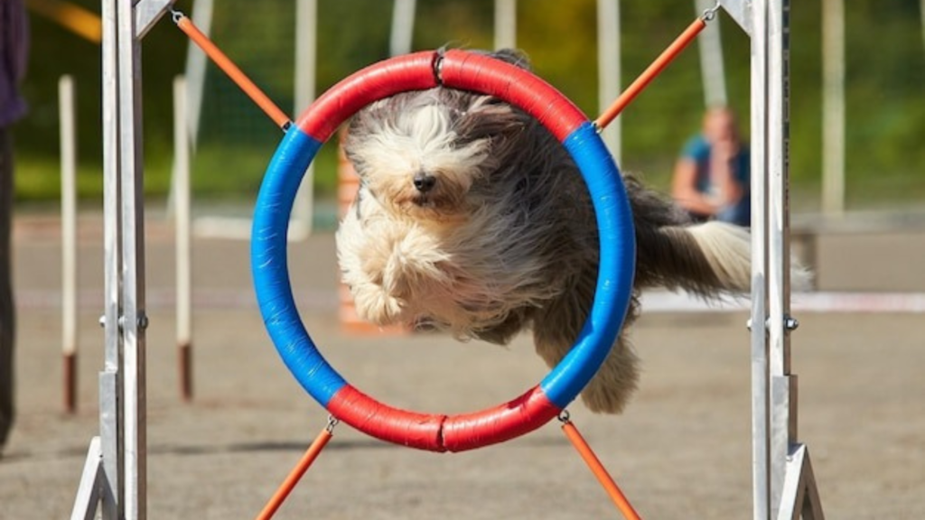 Benefits of Raised Beds for Dogs: Protection, Comfort, and Hygiene