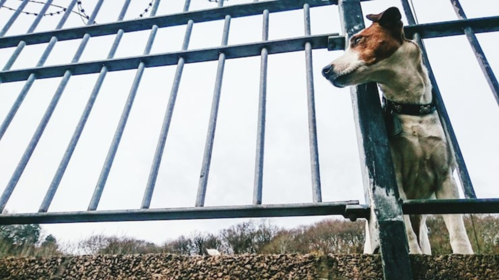 Preventing and Treating Flea Infestations in Pets and Homes