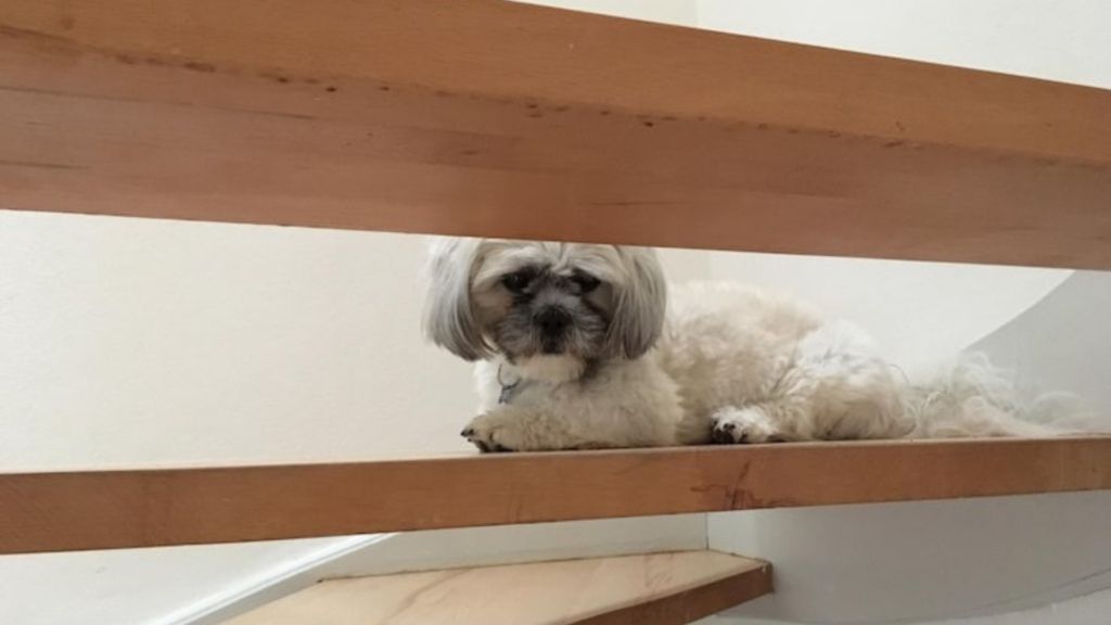 The Quest for the Perfect Sleeping Spot